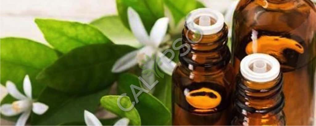 Narciso Benefici dell'olio assoluto